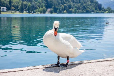 swan on background of lake Bled in Sloveniaの写真素材