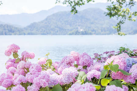 beautiful pink hydrangea blossom on lake Bledの写真素材
