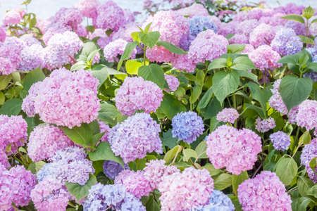 beautiful pink hydrangea blossom on lake Bledの写真素材