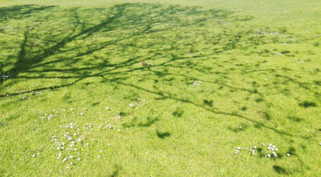 tree shadow on grass as background mobile photoの写真素材