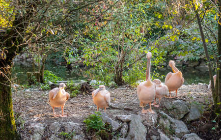 pink pelicans in the garden under treesの写真素材