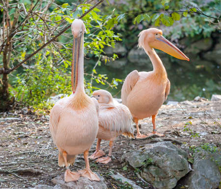 pink pelicans in the garden under treesの写真素材