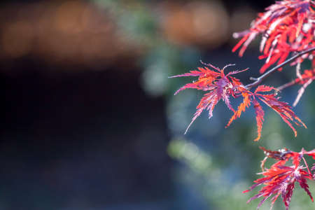beautiful autumn red maple leaves on dark backgroundの写真素材