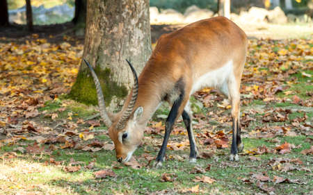 young deer on autumn yellow leaves backgroundの写真素材