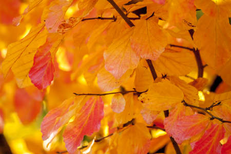 autumn yellow leaves can be used as backgroundの写真素材