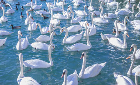 flock of swans catching food on the lakeの写真素材