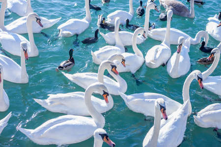 flock of swans catching food on the lakeの写真素材