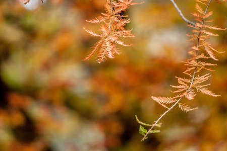 beautiful autumn leavesの写真素材