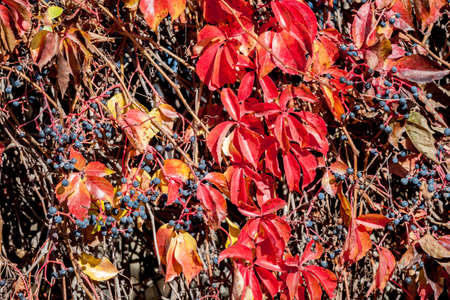 colourful autumn wild grape backgroundの写真素材