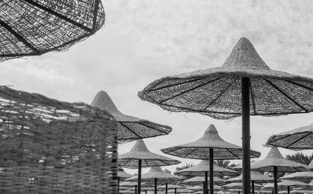 black white group of straw beach umrellasの写真素材