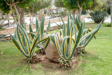 green cactus at resort gardenの写真素材