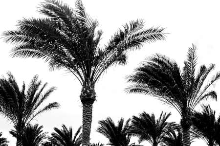 black and white palm treesの写真素材
