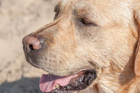 happy golden labrador dog face closeup lookingの写真素材