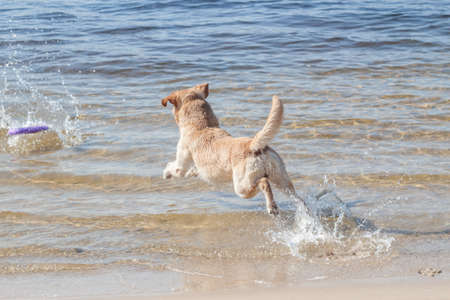 yellow labrador retriever jumping into waterの写真素材