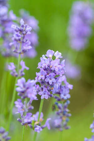 lavender closeup on green backgroundの写真素材