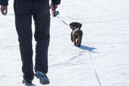 man walking with dogの写真素材