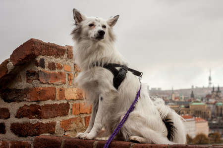 cute dog sitting on brick wallの写真素材