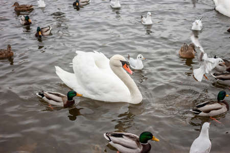 one swan among other birds