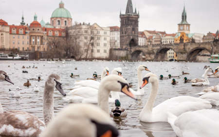 swans and ducks on river in Pragueの写真素材