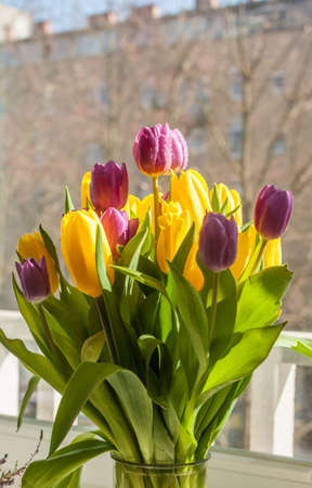 beautiful yellow and violet spring tulipsの写真素材