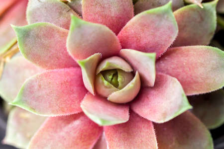 beautiful geometric succulentの写真素材