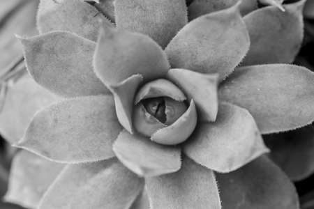 beautiful geometric succulentの写真素材
