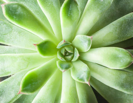 beautiful geometric succulent top viewの写真素材