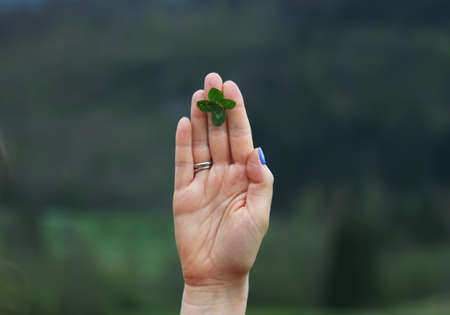 four leaf clover in female handの写真素材