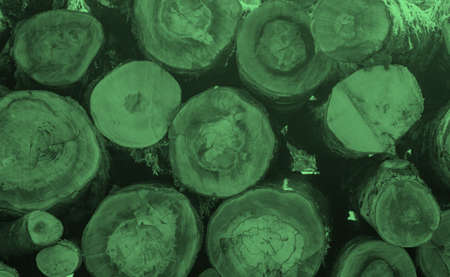 green toned pile of logs in the forestの写真素材
