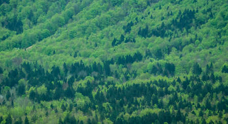 view on spring forest valleyの写真素材