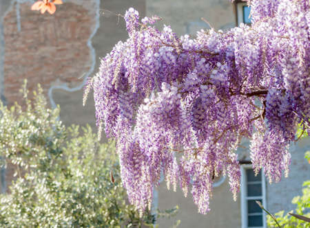 amazing wisteria blossom closeup selective focusの写真素材