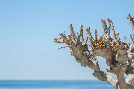 tree with cut off branches sky background