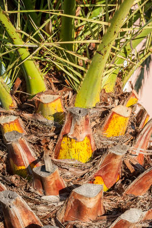 beautiful palm tree trunk closeupの写真素材