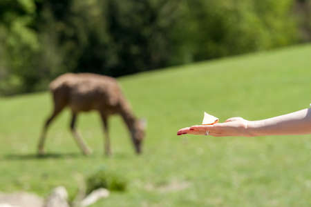 female hand with apple feeding wild animalsの写真素材