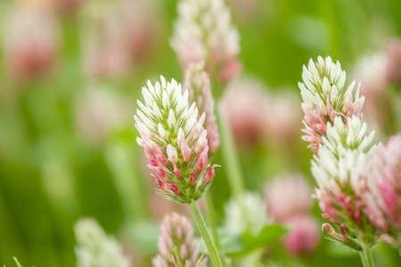 wild field flowers on green grass backgroundの写真素材
