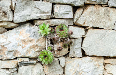 succulents growing out of wall concept desire to liveの写真素材