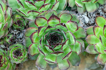 succulents growing out of wall desire to liveの写真素材