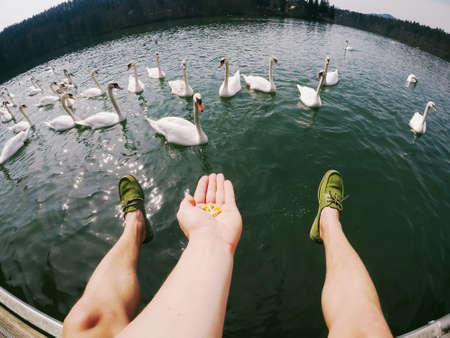 man lags above water feeding swans wide angle