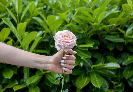 female hand keeps flower roseの写真素材