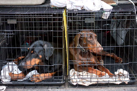 sad dogs in cages waiting for the ownerの写真素材