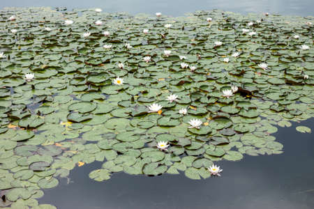 beautiful water lily in the lake big green leavesの写真素材