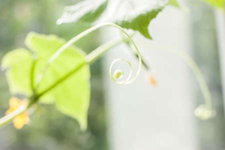 blurred background green cucumber leavesの写真素材