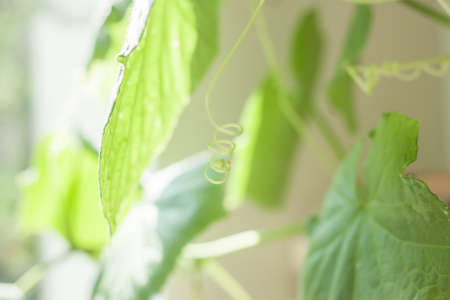 blurred background green cucumber leavesの写真素材