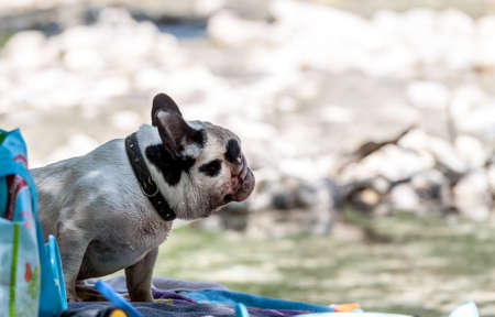 sullen bulldog outdoor blurred backgroundの写真素材