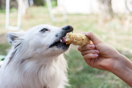 female hand feeding white dog with cornの写真素材