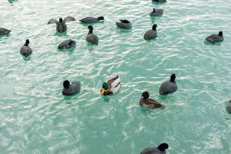 one duck among black birdsの写真素材