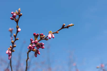 blossom tree over blue sky background