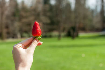 female hand keeps one strawberryの写真素材