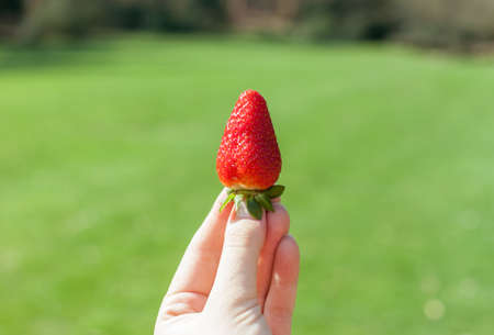 female hand keeps one strawberryの写真素材