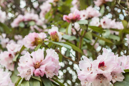 Pink delicate flowers blooming bush